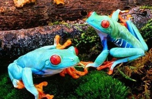 This image & others like it found at http://www.funnycapture.com/colorful-but-deadly-poisonous-frogs/